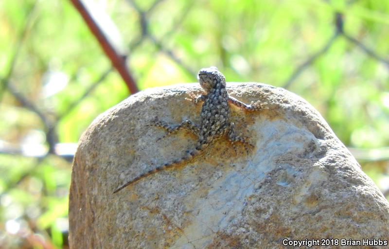 Clark's Spiny Lizard (Sceloporus clarkii)