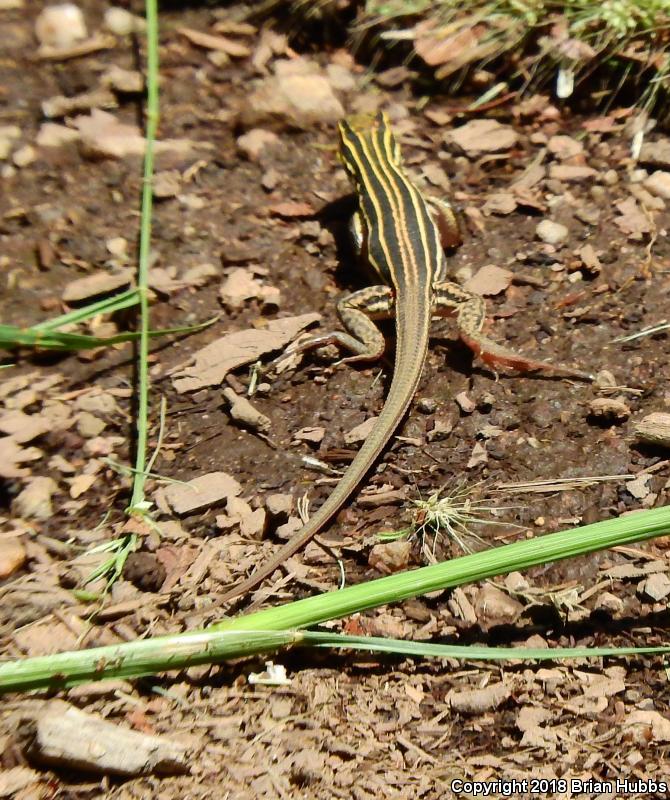 Desert Grassland Whiptail (Aspidoscelis uniparens)