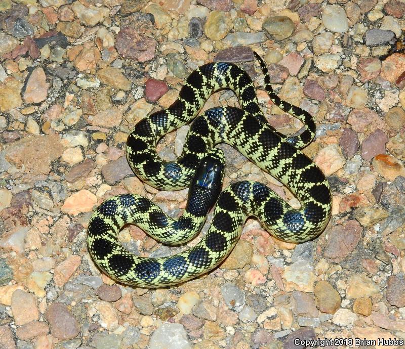 Desert Kingsnake (Lampropeltis getula splendida)