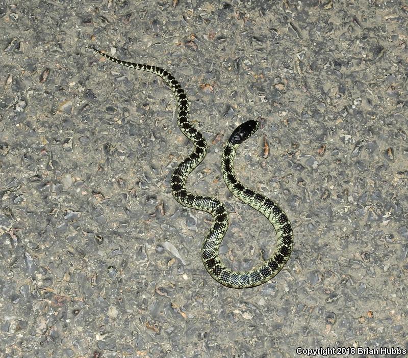Desert Kingsnake (Lampropeltis getula splendida)