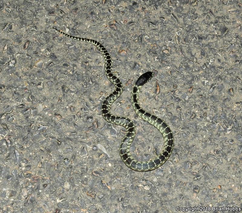 Desert Kingsnake (Lampropeltis getula splendida)