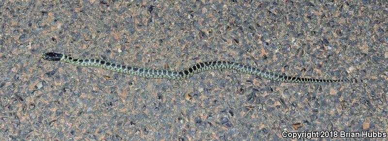 Desert Kingsnake (Lampropeltis getula splendida)