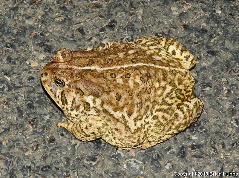 SouthWestern Woodhouse's Toad (Anaxyrus woodhousii australis)