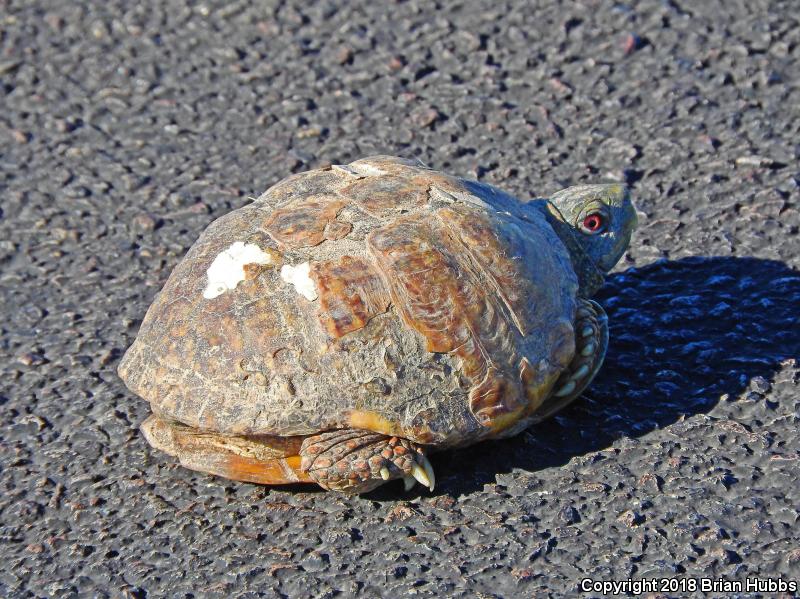 Desert Box Turtle (Terrapene ornata luteola)