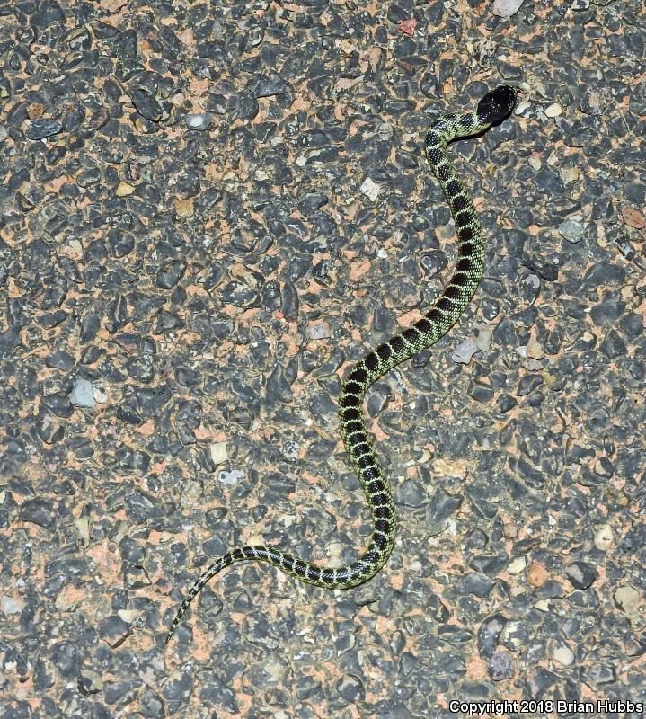 Desert Kingsnake (Lampropeltis getula splendida)