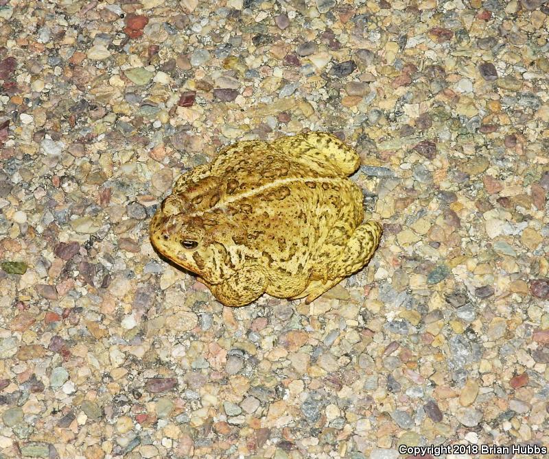 SouthWestern Woodhouse's Toad (Anaxyrus woodhousii australis)