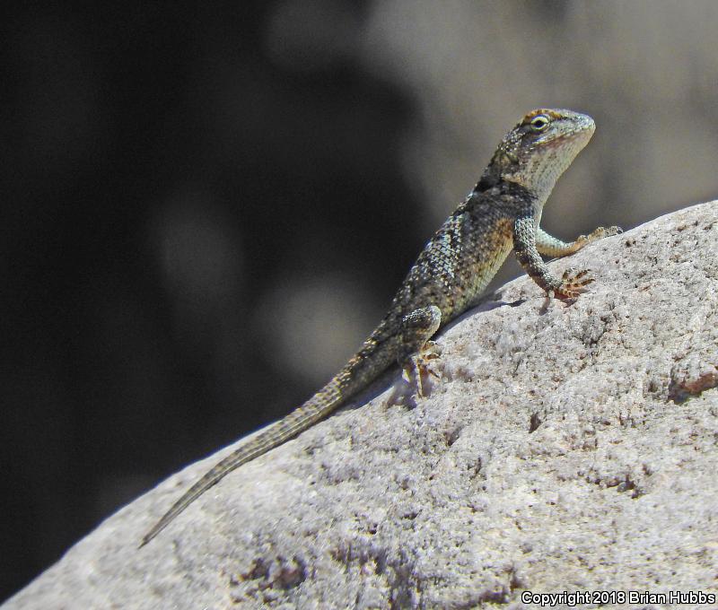 Clark's Spiny Lizard (Sceloporus clarkii)