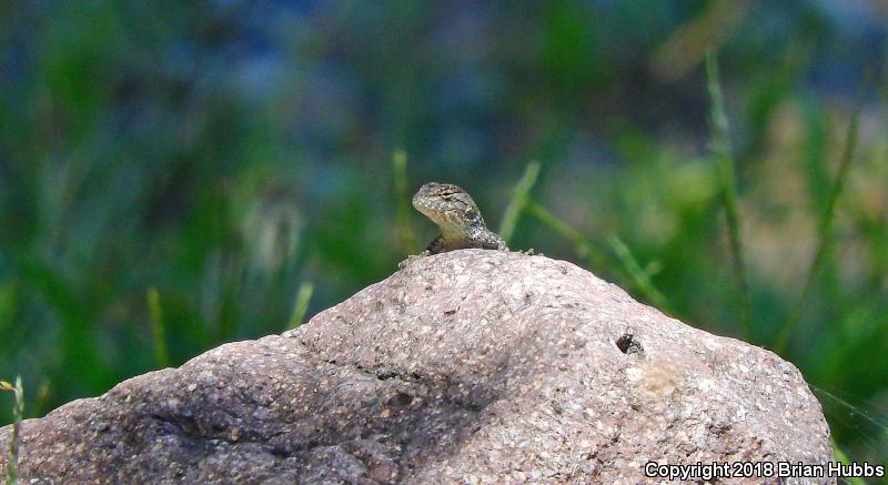 Clark's Spiny Lizard (Sceloporus clarkii)