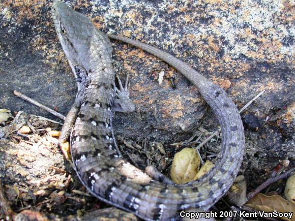 San Diego Alligator Lizard (Elgaria multicarinata webbii)