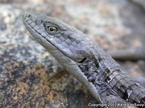 San Diego Alligator Lizard (Elgaria multicarinata webbii)