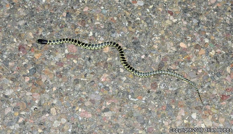 Desert Kingsnake (Lampropeltis getula splendida)