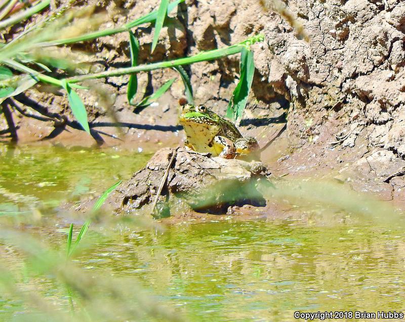 Chiricahua Leopard Frog (Lithobates chiricahuensis)