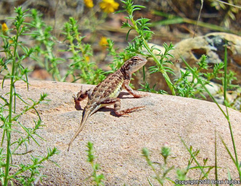 Canyon Earless Lizard (Holbrookia elegans elegans)