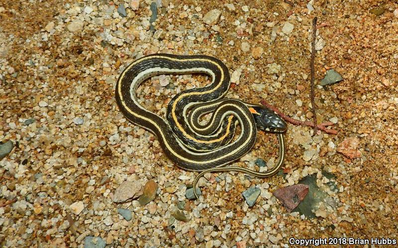 Western Black-necked Gartersnake (Thamnophis cyrtopsis cyrtopsis)