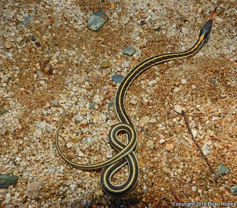 Western Black-necked Gartersnake (Thamnophis cyrtopsis cyrtopsis)