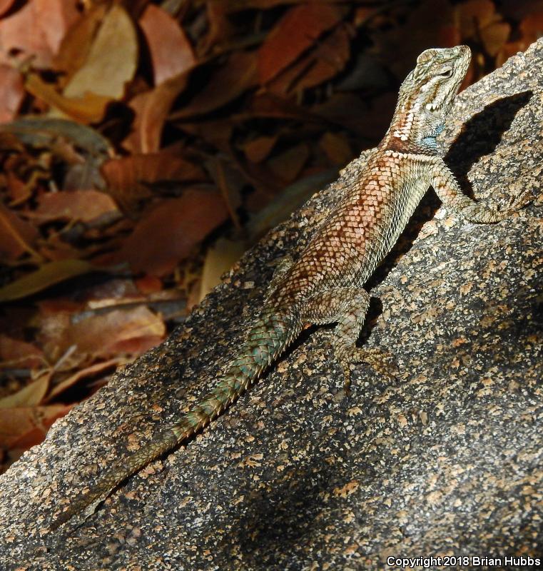 Yarrow's Lizard (Sceloporus jarrovii)