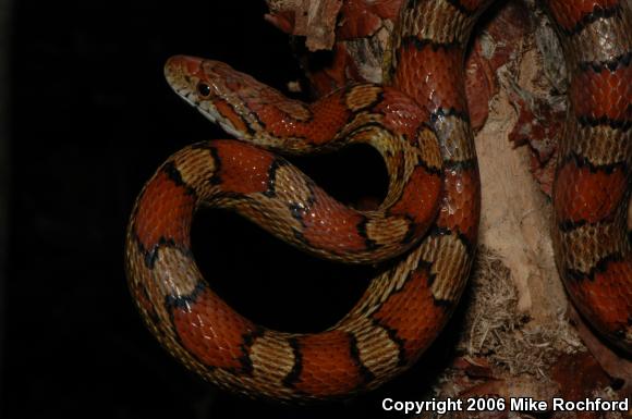 Red Cornsnake (Pantherophis guttatus)