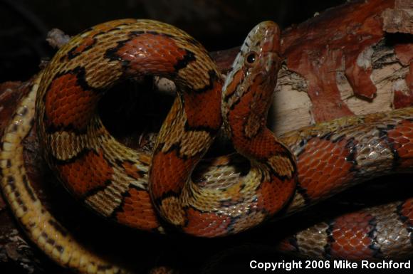 Red Cornsnake (Pantherophis guttatus)