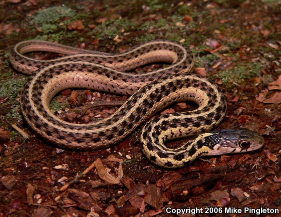 Eastern Gartersnake (Thamnophis sirtalis sirtalis)