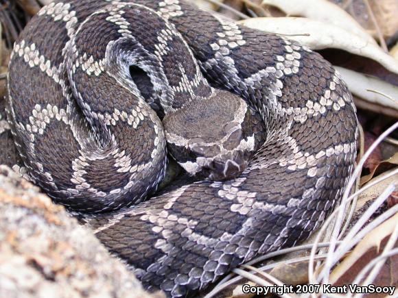 Southern Pacific Rattlesnake (Crotalus oreganus helleri)