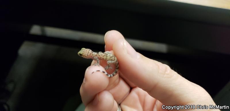 Turkish House Gecko (Hemidactylus turcicus turcicus)