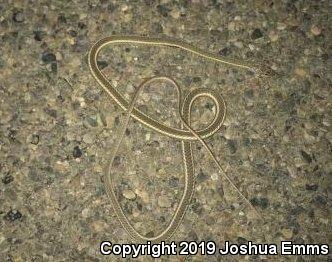 Desert Striped Whipsnake (Coluber taeniatus taeniatus)