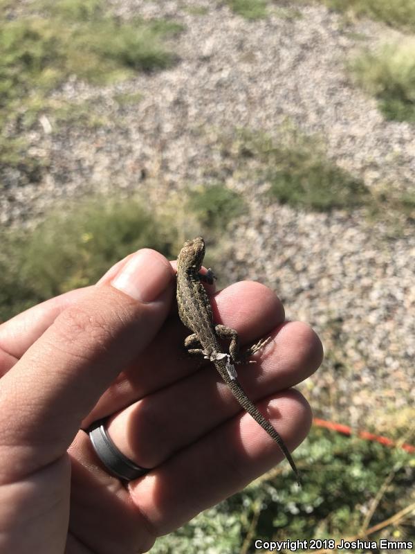 Eastern Side-blotched Lizard (Uta stansburiana stejnegeri)