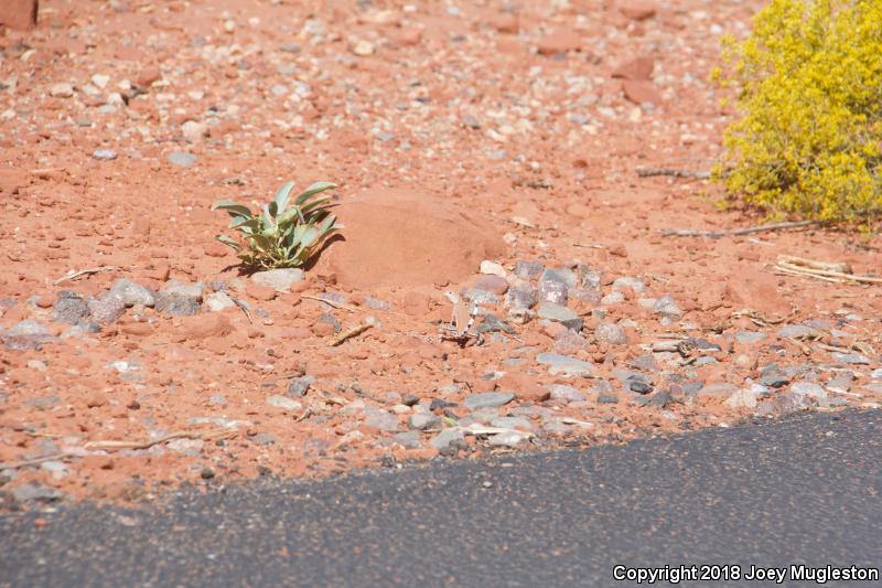 Western Zebra-tailed Lizard (Callisaurus draconoides rhodostictus)