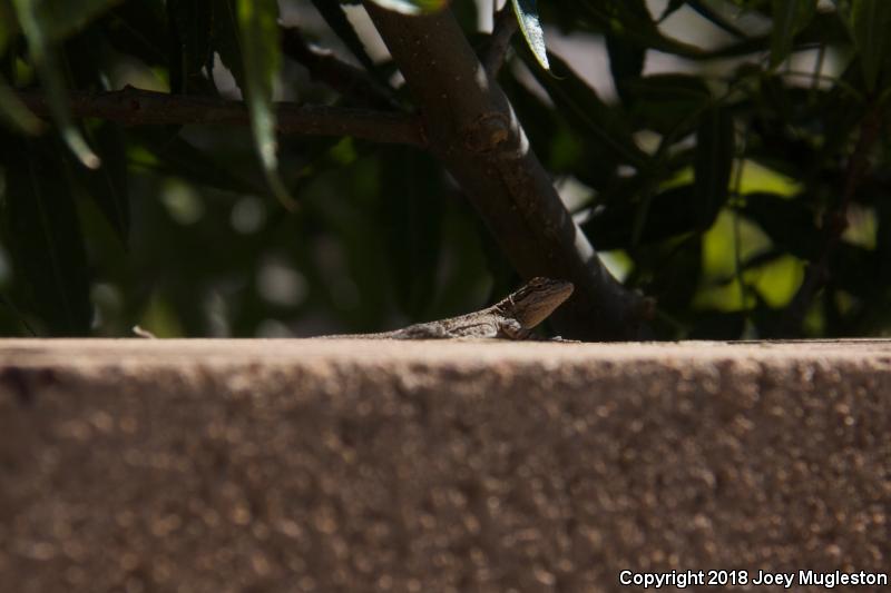 Northern Tree Lizard (Urosaurus ornatus wrighti)