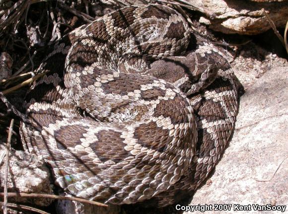 Southern Pacific Rattlesnake (Crotalus oreganus helleri)