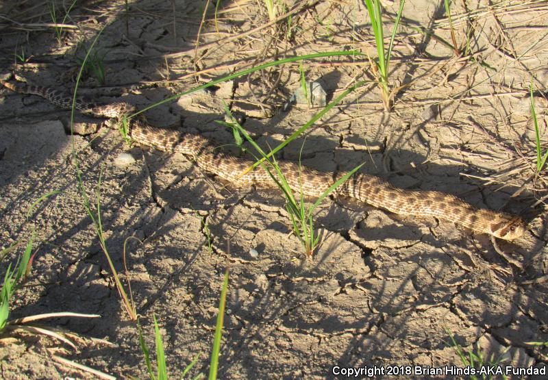 Mexican Hog-nosed Snake (Heterodon kennerlyi)