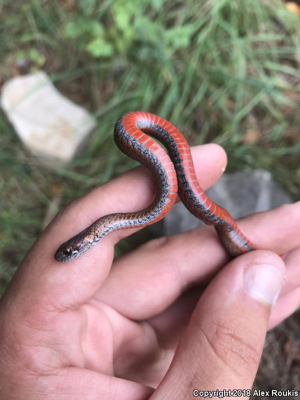 Northern Red-bellied Snake (Storeria occipitomaculata occipitomaculata)