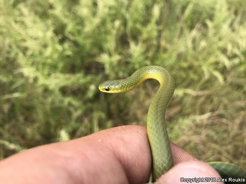 Eastern Smooth Greensnake (Opheodrys vernalis vernalis)