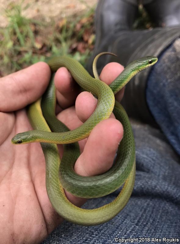 Eastern Smooth Greensnake (Opheodrys vernalis vernalis)