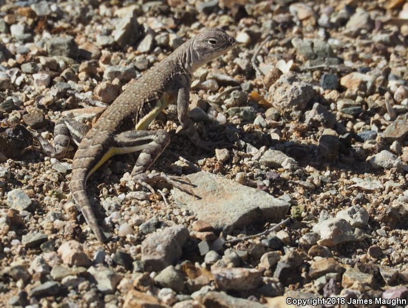 Eastern Zebra-tailed Lizard (Callisaurus draconoides ventralis)