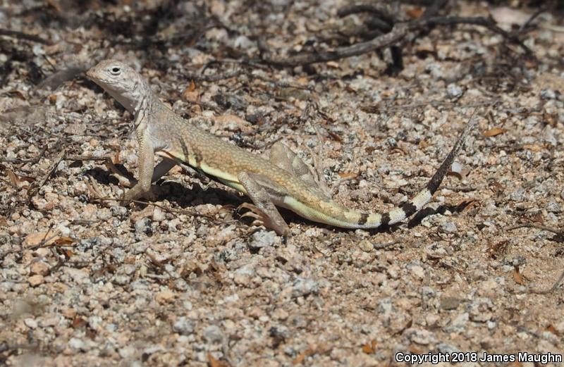 Eastern Zebra-tailed Lizard (Callisaurus draconoides ventralis)