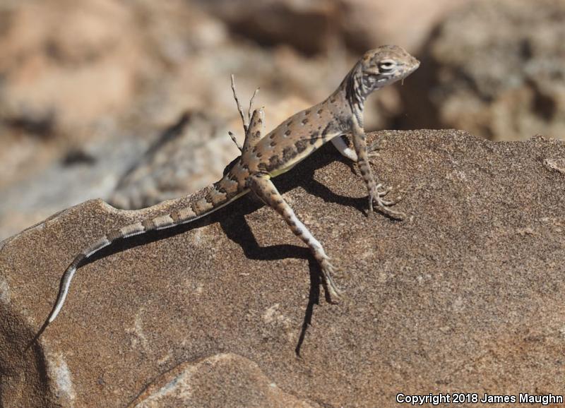 Eastern Zebra-tailed Lizard (Callisaurus draconoides ventralis)