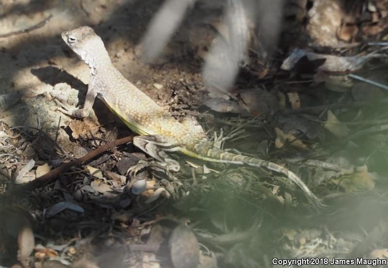 Eastern Zebra-tailed Lizard (Callisaurus draconoides ventralis)