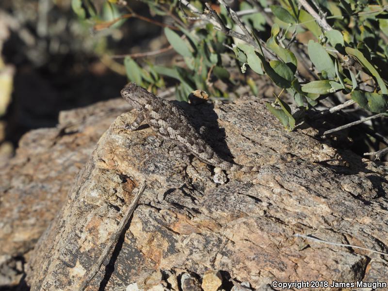 Clark's Spiny Lizard (Sceloporus clarkii)