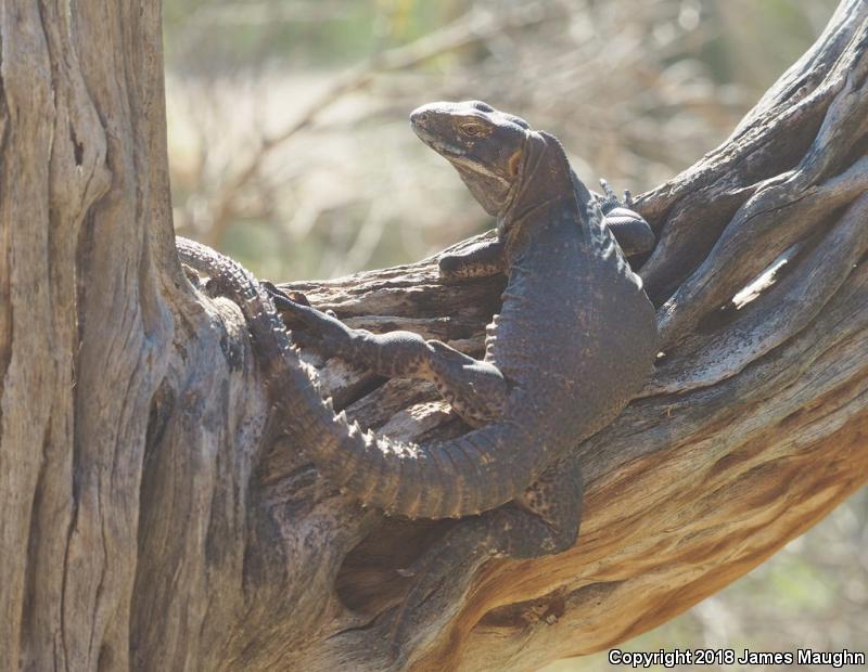 Sonoran Spiny-tailed Iguana (Ctenosaura macrolopha)