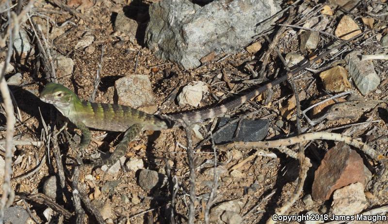 Sonoran Spiny-tailed Iguana (Ctenosaura macrolopha)