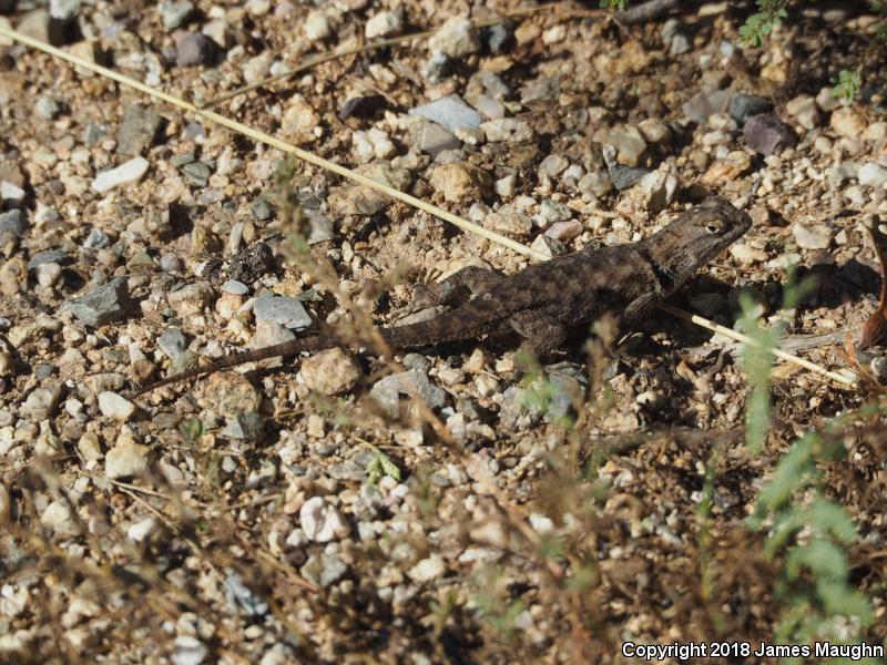 Desert Spiny Lizard (Sceloporus magister)