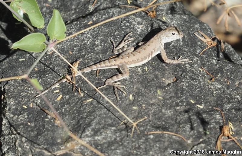 Eastern Zebra-tailed Lizard (Callisaurus draconoides ventralis)