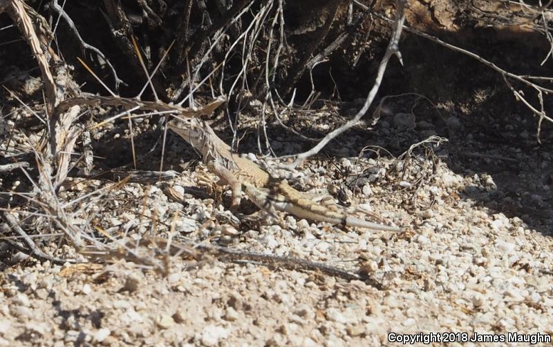 Eastern Zebra-tailed Lizard (Callisaurus draconoides ventralis)