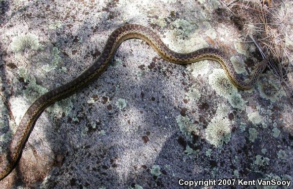 San Diego Gopher Snake (Pituophis catenifer annectens)