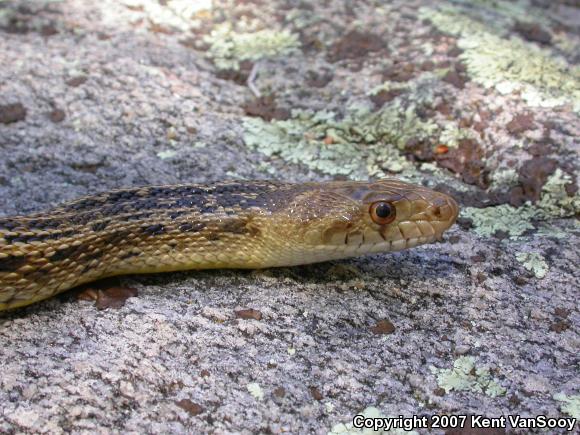 San Diego Gopher Snake (Pituophis catenifer annectens)