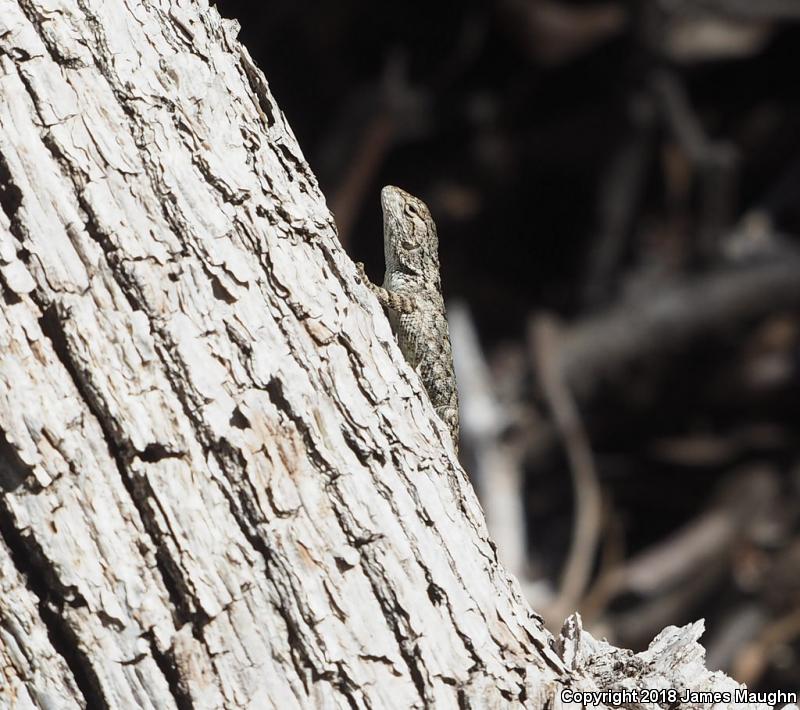 Clark's Spiny Lizard (Sceloporus clarkii)