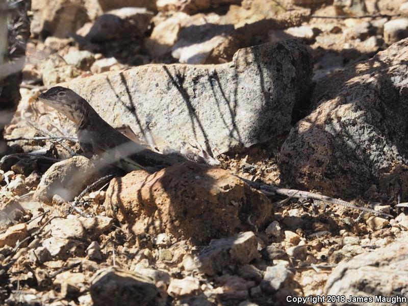 Eastern Zebra-tailed Lizard (Callisaurus draconoides ventralis)