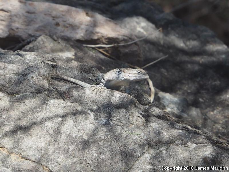 Clark's Spiny Lizard (Sceloporus clarkii)