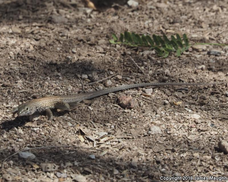 Southern Whiptail (Aspidoscelis tigris punctilinealis)